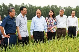 Mở rộng hạn điền, không để thua gạo ngoại trên sân nhà