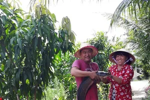 Bắt được cá lóc đồng nặng hiếm gặp ở miền Tây