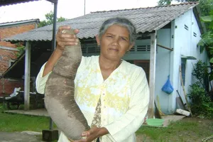 Củ khoai mì 'khủng' ở Sóc Trăng