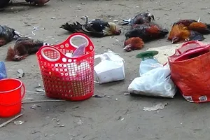 41 người bị bắt giữ tại trường gà ở Rạch Giá