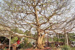 'Lão mai' ở Cần Thơ khách trả 1,25 tỷ đồng chưa bán 