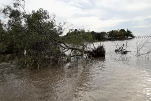 Cà Mau xin cơ chế mời DN xây kè tạo bãi trồng rừng ven biển