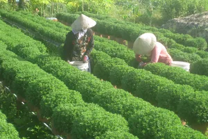 Checkin làng hoa Sa Đéc trước giờ trăm hoa đua nở