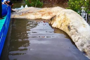 Xác cá voi hơn 20 tấn dạt vào vùng biển Năm Căn