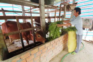 “May mà kịp bỏ nhà chạy tránh bão!”