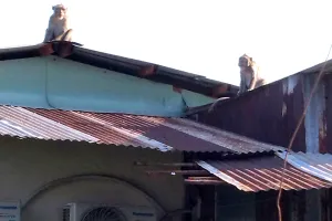 Khỉ trèo nóc nhà nhảy đùng đùng. Ảnh: CTV