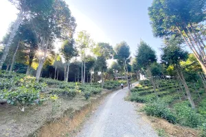 Au Tiên đẹp đến ngỡ ngàng. Ảnh: PVT 