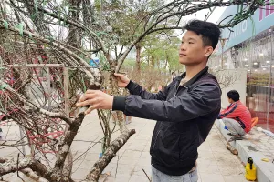 Đào tết tăng giá vì đẹp, khan hiếm 