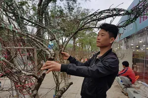 Lo khách không mua, nhà vườn khuyến mãi hoa tết