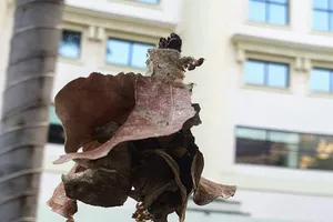 Xin biết ơn những người đã cười trong cả lo lắng