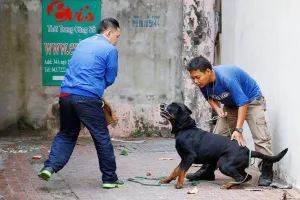 Những loại chó nào không nên nuôi?