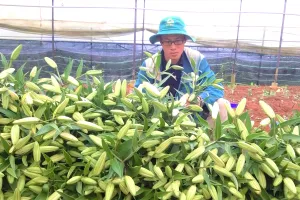 ​Giá hoa Đà Lạt rớt thê thảm giữa mùa dịch