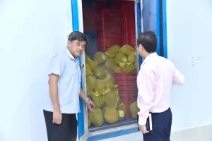'Giải cứu' sầu riêng, thanh long… bằng kho lạnh