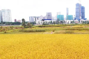 Điều kiện nhận chuyển nhượng đất trồng lúa