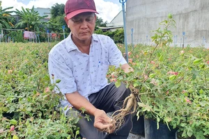 Ông Tâm bên vườn sâm “tiến vua” bạc tỉ của mình. Ảnh: HT