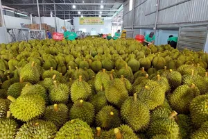 Doanh nghiệp chuẩn bị cho việc xuất khẩu sầu riêng sang thị trường Trung Quốc. Ảnh: TÙNG ĐINH