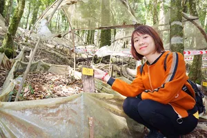 Cây sâm Ngọc Linh ngủ đông, rụng lá vào mùa lạnh.