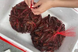 Dù đã bị cấm nhập khẩu nhưng thời gian gần đây tôm hùm đất lại được rao bán công khai. Ảnh: MINH TRÚC