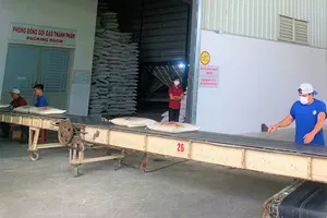 Gạo Việt Nam luôn nằm trong tốp đầu về sản lượng xuất khẩu. Ảnh: T.UYÊN