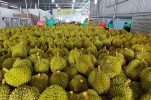 Nhiều lô hàng sầu riêng xuất khẩu không đáp ứng yêu cầu về kiểm dịch thực vật. Ảnh: A.HIỀN