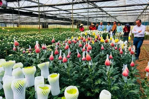 Năm nay nhà vườn Đà Lạt tung ra thị trường nhiều loài hoa mới, chất lượng cao. Ảnh: TÚ UYÊN 