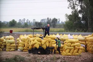 Để lúa gạo đến được thị trường, đội ngũ thương lái là chiếc cầu nối không thể thiếu. Ảnh: HUỲNH DU