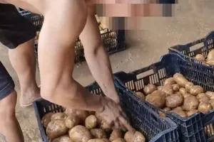 ĐIỀU TRA: 'Hô biến' khoai tây Trung Quốc thành nông sản Đà Lạt - Bài 3: Khoai trộn đất đỏ Đà Lạt chở đi bán khắp nơi