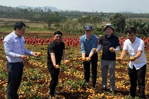 Khảo nghiệm giống khoai tây mới của Trung tâm nghiên cứu khoai tây, rau và hoa, TP Đà Lạt. Ảnh: VÕ TÙNG