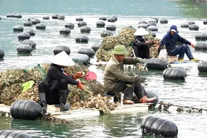 Người dân tại Vân Đồn thu hoạch hàu. Ảnh: NGỌC SƠN