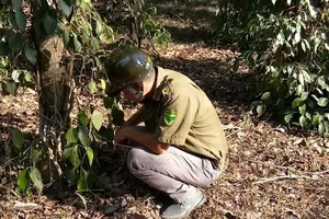 Bình Phước yêu cầu điều tra vườn tiêu người dân bị phá