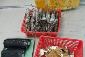 Bắt vụ vận chuyển 10 kg ngà voi giấu trong thùng tôm hùm ​
