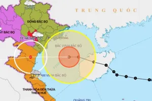 Bão số 7 sắp vào các tỉnh từ Quảng Ninh đến Nghệ An 