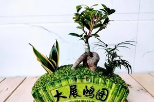 Gói trọn ‘khu vườn mini’ trong lòng bàn tay