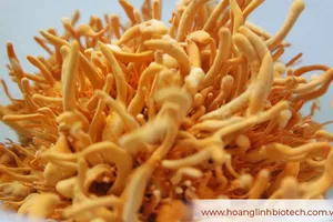 Không cần là 'đại gia' cũng ung dung dùng Đông trùng hạ thảo