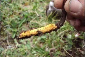 Sự thật và lời đồn 'Thượng phẩm Nhân gian' đông trùng hạ thảo