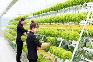 Vườn dâu tây 'uống nắng' may mắn nhất Đà Lạt