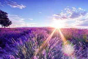 Đà Lạt mùa nắng ấm và những khu vườn không thể bỏ lỡ ​