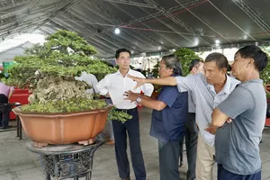 Ngắm dàn bonsai tiền tỉ tại hội thi triển lãm sinh vật cảnh 