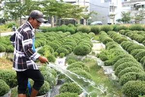 Làng hoa 100 tỉ ở Bình Định mong một mùa hoa tết đủ đầy 