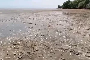 Xác cá nằm ngỗn ngang tại làng Marianske. Ảnh: THE TELEGRAPH