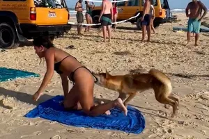 Du khách hoảng sợ vì bị chó hoang Dingo tấn công. Ảnh: SKY NEWS
