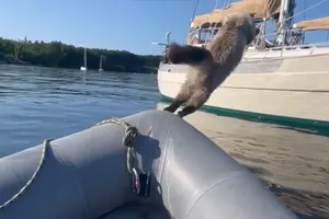 Hình ảnh chú mèo gan dạ tên Roger té xuống nước vì không phóng lên thuyền được. Ảnh: USA TODAY