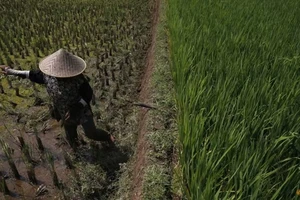 Biến đổi khí hậu khiến nông nghiệp châu Á lao đao