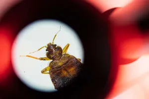 Pháp tập hợp lực lượng xử lý chuyện rệp 'càn quét' Paris 