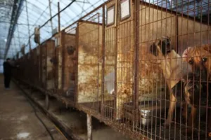 Hàn Quốc: Hàng trăm người nuôi chó lấy thịt biểu tình phản đối cấm thịt chó