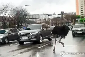 VIDEO: Đà điểu 'náo loạn' đường phố đông xe cộ