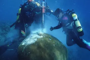 Loài san hô có thể mở cánh cửa về quá khứ của đại dương