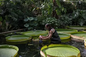 Rung động câu chuyện về 'đấng cứu thế’ của các loài cây, hoa