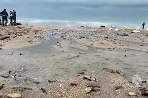 Crimea ban bố tình trạng khẩn cấp do ô nhiễm dầu tràn ở Biển Đen