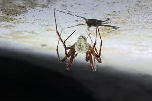 Phát hiện loài nấm biến nhện thành 'zombie'